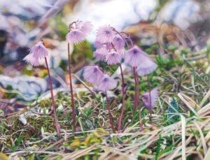 <span class="notranslate" translate="no">Alpenglöckchen</span>